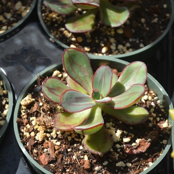 Echeveria nodulosa '' (111706)