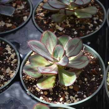 Echeveria nodulosa '' (111707)