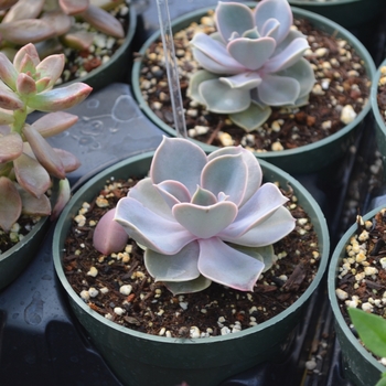 Echeveria 'Perle von Nurnberg' (111709)