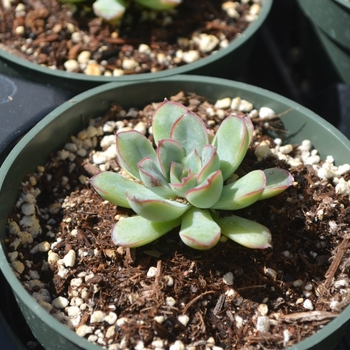 Echeveria runyonii 'Topsy Turvy' (111711)