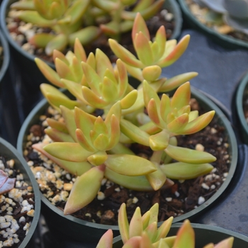 Sedum nussbaumerianum 'Coppertone' (111759)