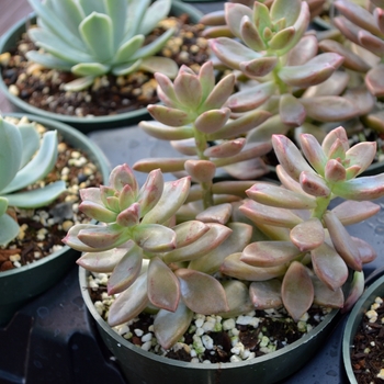 x Graptosedum 'Vera Higgins' (111769)