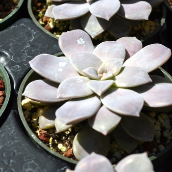 Graptopetalum pentandrum '' (111771)