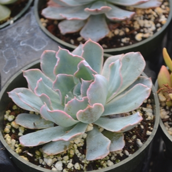 Echeveria 'Rosea' (111773)