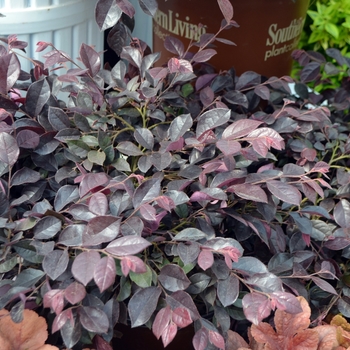 Loropetalum chinense 'Purple Daydream®' (111774)