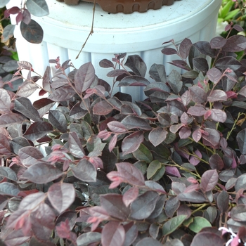 Loropetalum chinense 'Purple Daydream®' (111775)