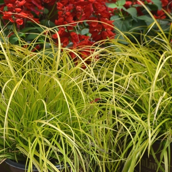 Carex oshimensis EverColor® 'Everillo' (111777)