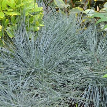 Festuca glauca 'Beyond Blue™' (111778)