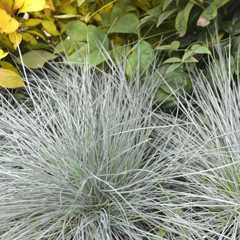 Festuca glauca 'Beyond Blue™' (111779)