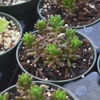 Sedum rubrotinctum '' (111780)