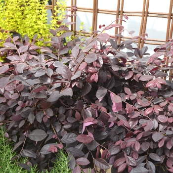 Loropetalum chinense 'Purple Diamond®' (111783)