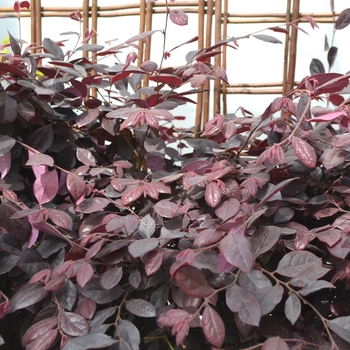 Loropetalum chinense 'Purple Diamond®' (111784)