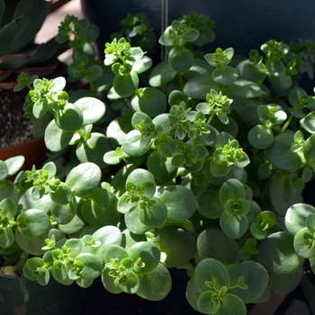 Sedum Sunsparkler® 'Lime Zinger' (111786)