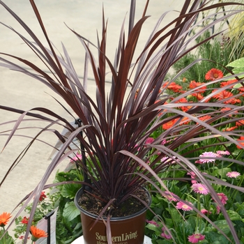 Cordyline Design a Line™ 'Burgundy' (111788)