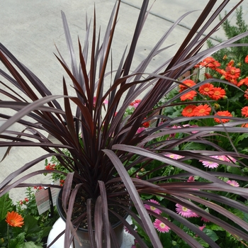 Cordyline Design a Line™ 'Burgundy' (111789)