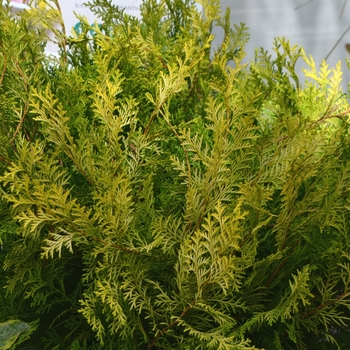 Chamaecyparis obtusa 'Night Light™' (111846)