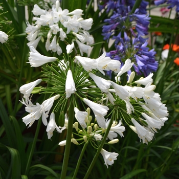 Agapanthus 'Ever White™' (111847)