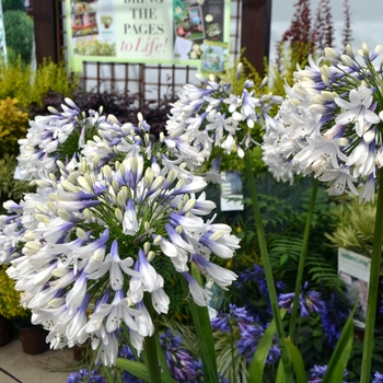 Agapanthus 'Ever White™' (111849)