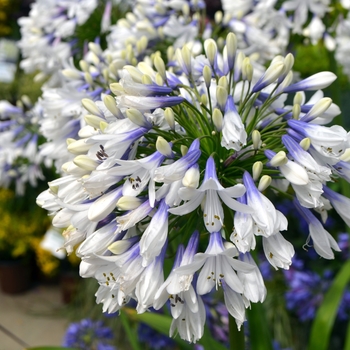 Agapanthus 'Ever White™' (111850)