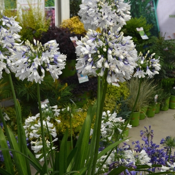 Agapanthus 'Ever White™' (111851)