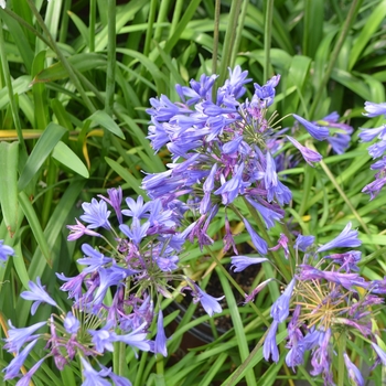 Agapanthus 'Little Blue Fountain™' (111852)