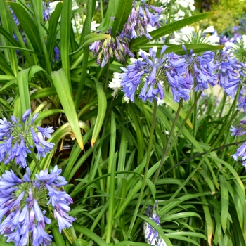 Agapanthus 'Little Blue Fountain™' (111853)