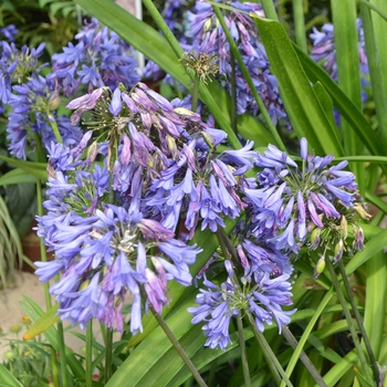 Agapanthus 'Little Blue Fountain™' (111854)