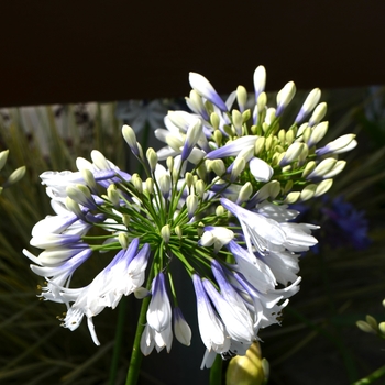 Agapanthus 'Indigo Frost™' (111855)