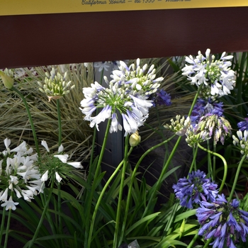 Agapanthus 'Indigo Frost™' (111856)