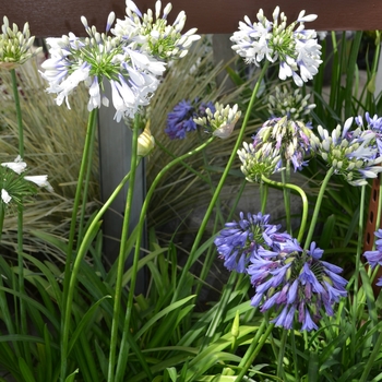 Agapanthus 'Indigo Frost™' (111857)