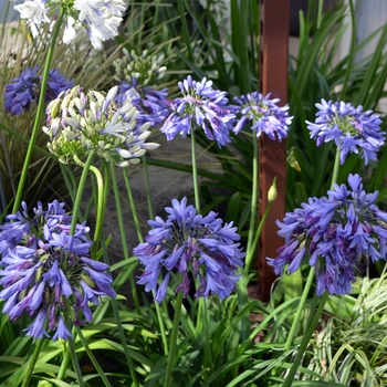 Agapanthus 'Indigo Frost™' (111858)