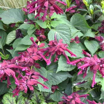 Salvia splendens Saucy™ 'Wine' (111932)