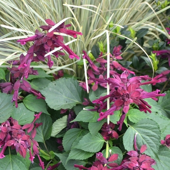 Salvia splendens Saucy™ 'Wine' (111933)