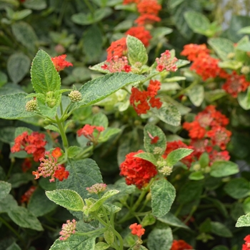 Lantana camara 'Cosmic Firestorm™' (111934)