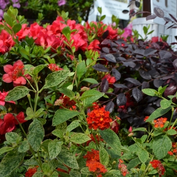 Lantana camara 'Cosmic Firestorm™' (111935)