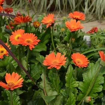 Gerbera Drakensberg Daisy™ 'Electric Orange' (111936)