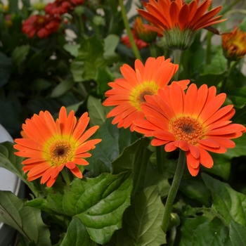 Gerbera Drakensberg Daisy™ 'Electric Orange' (111937)