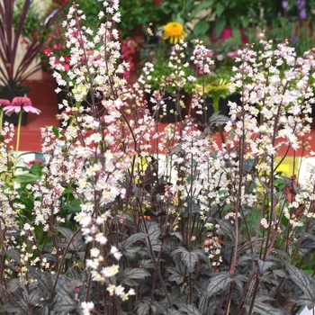 Heucherella 'Infinity' (112000)