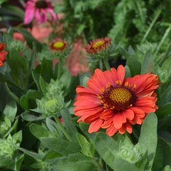 Gaillardia aristata 'SpinTop Red' (112004)