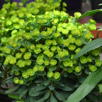 Euphorbia x martinii 'Ascot Liliput' (112007)