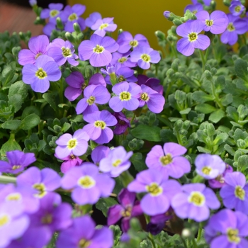 Aubrieta Audrey™ 'Blue Shades' (112019)