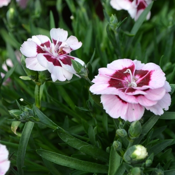 Dianthus caryophyllus 'Sunflor Kaylee' (112033)