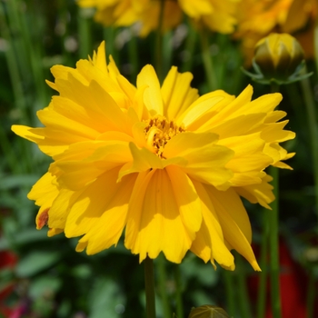 Coreopsis grandiflora 'Sun Swirl' (112034)