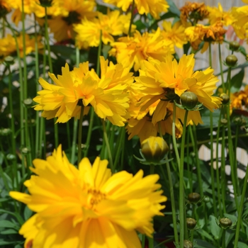 Coreopsis grandiflora 'Sun Swirl' (112035)