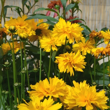 Coreopsis grandiflora 'Sun Swirl' (112036)