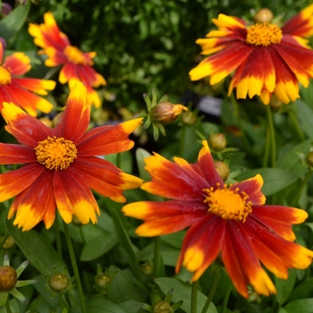 Coreopsis UpTick™ 'Gold & Bronze' (112037)