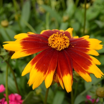 Coreopsis UpTick™ 'Gold & Bronze' (112038)