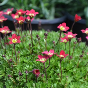 Saxifraga x arendsii Touran™ 'Scarlet' (112040)