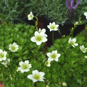 Saxifraga x arendsii Touran™ 'Limegreen' (112042)