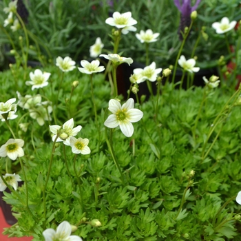 Saxifraga x arendsii Touran™ 'Limegreen' (112043)